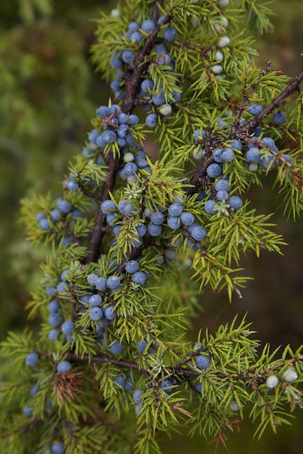 Katajanmarja Mg 1136