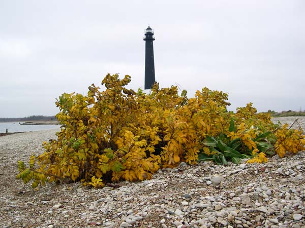 2005-11-08 1