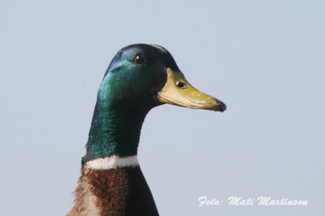 2008-03-30-5F