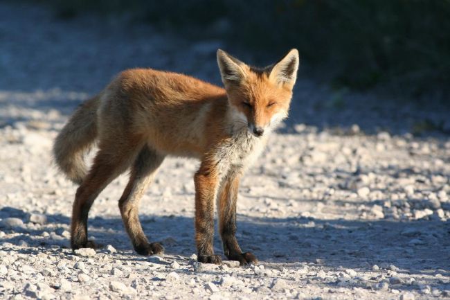 2008-07-25-Fox1