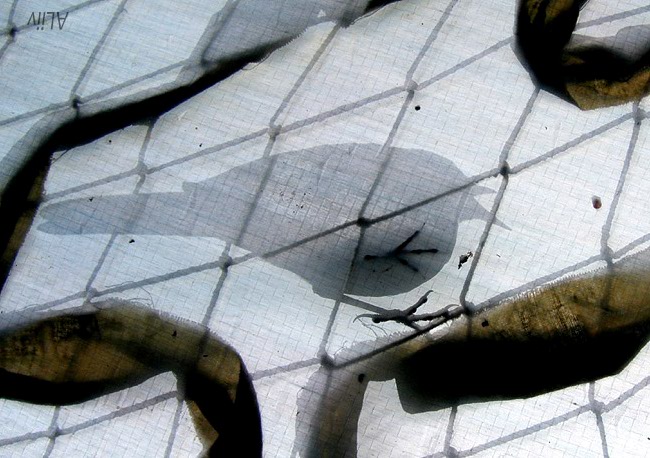 2008-08-03 4