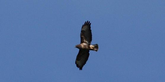 2008-09-29-Butski2