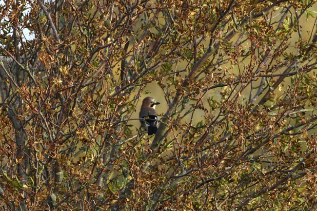 2009-10-07Kuva