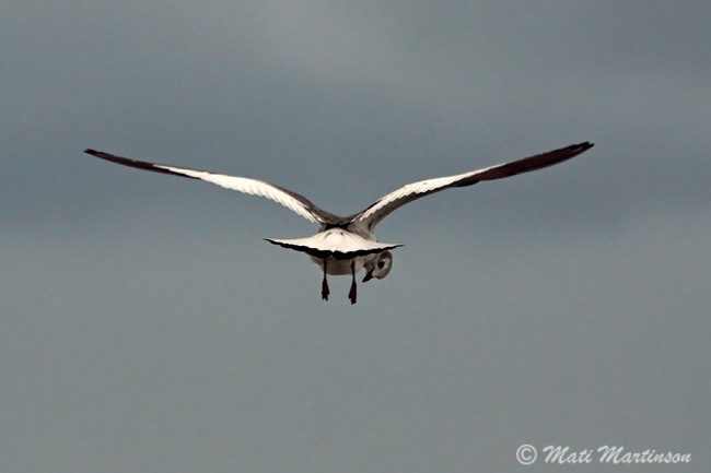 2009-10-18 5Fa (Mati Martinson)