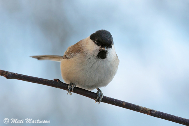 2010-01-25 3Fab