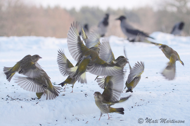 2010-02-05 6Fa