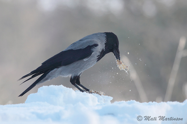 2010-02-05 8Fa