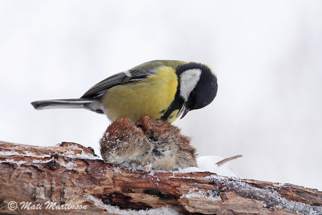 2010-02-13 4Fa