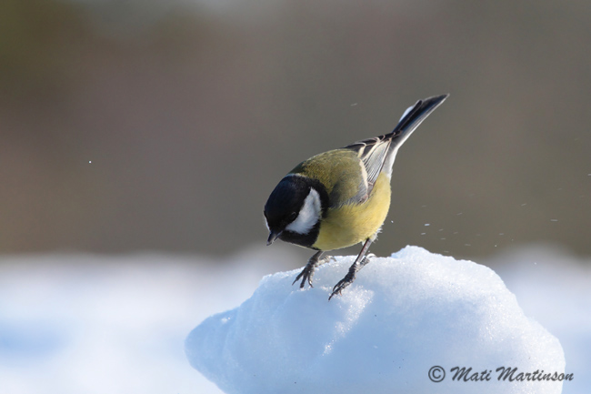 2010-03-09 6Fa