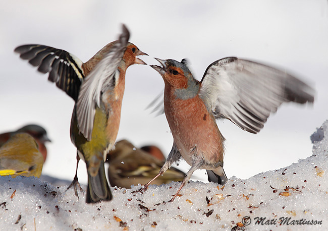 2010-03-27 5Fa