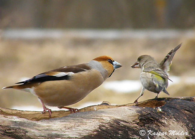 2010-04-03 7Fa