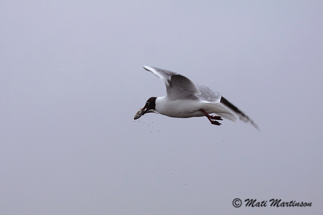 2010-04-29 3Fa