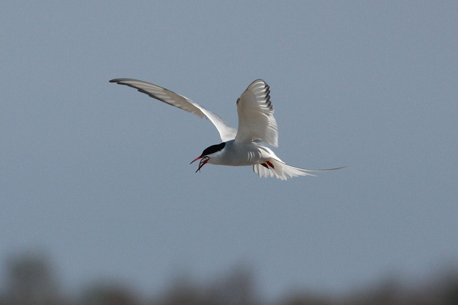 2010-05-16-Kuva01