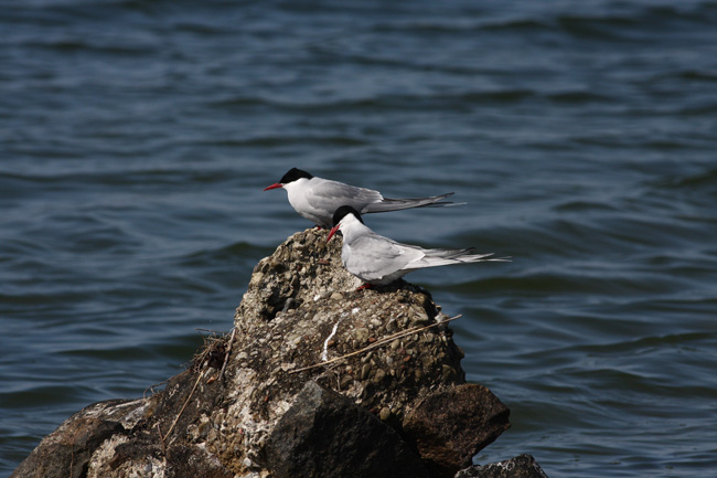 2010-05-16-Kuva02