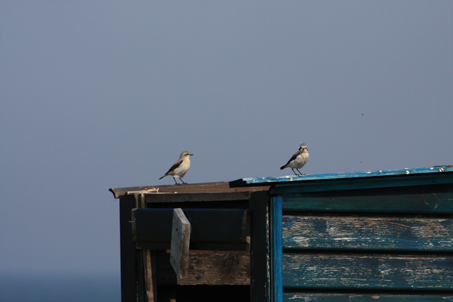 2010-05-18-Kuva04