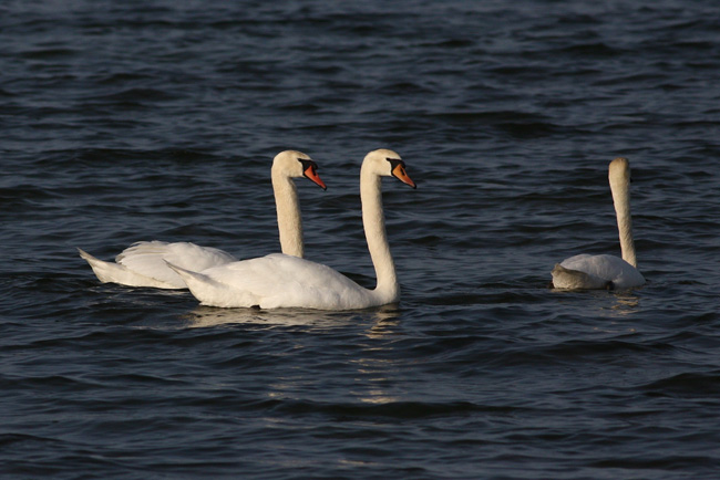 2010-05-19-Kuva03