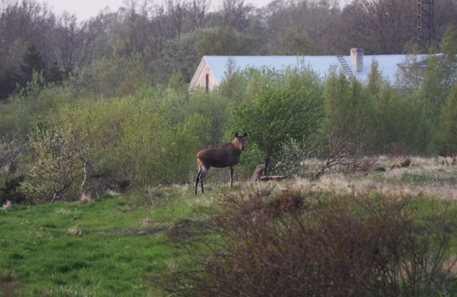 2010-05-19-Kuva06