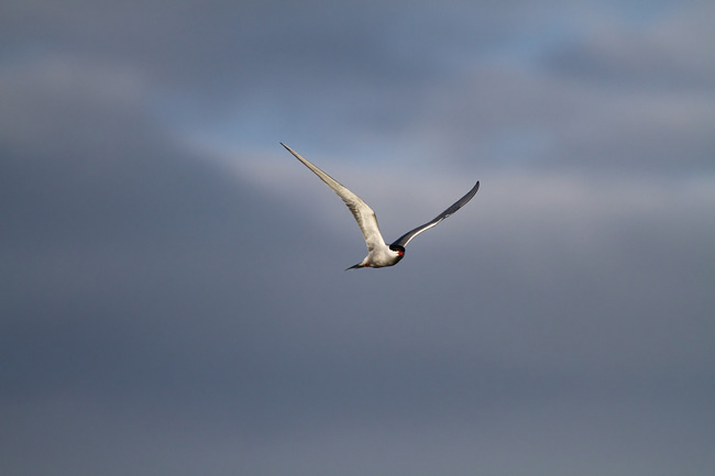 2010-06-12-Kuva01