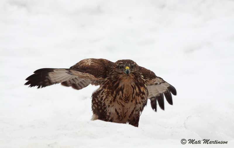 2011-02-05 4Srgb