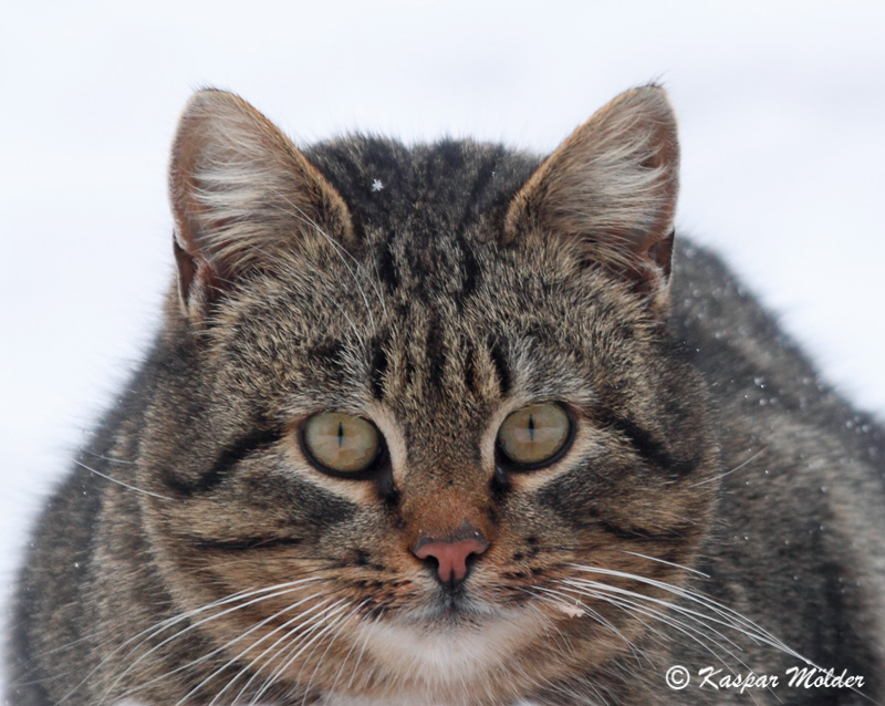 2011-03-19 8S