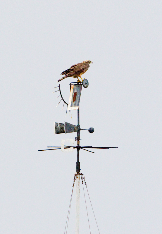2011-08-29 3(Mati Kose)