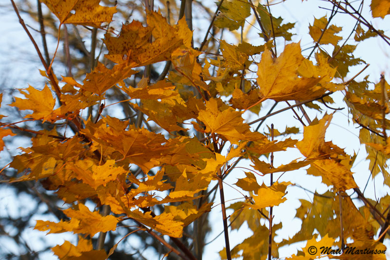 2012-11-13 1S