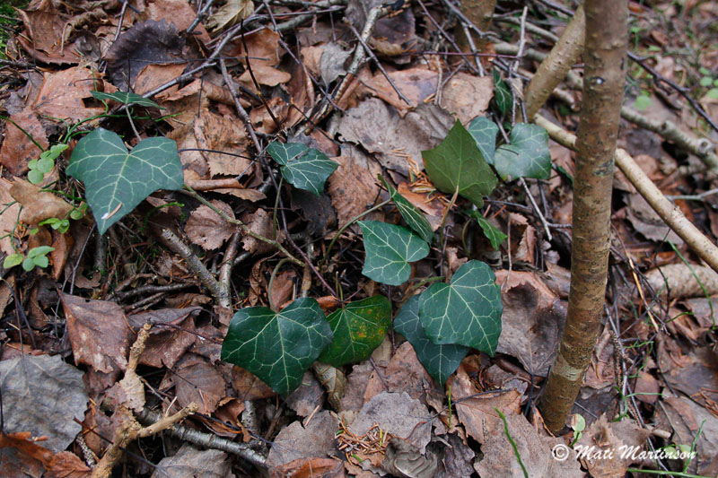 2013-11-29 5S