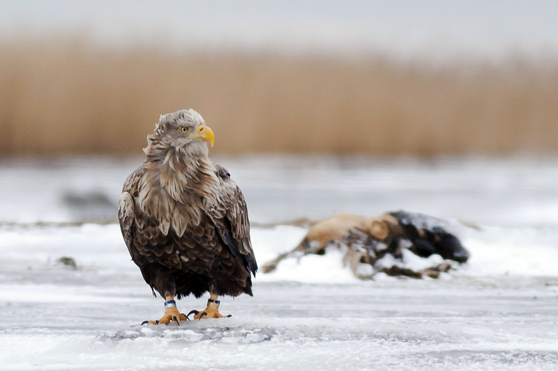 2014-01-19 1 (Marko Paloveer)