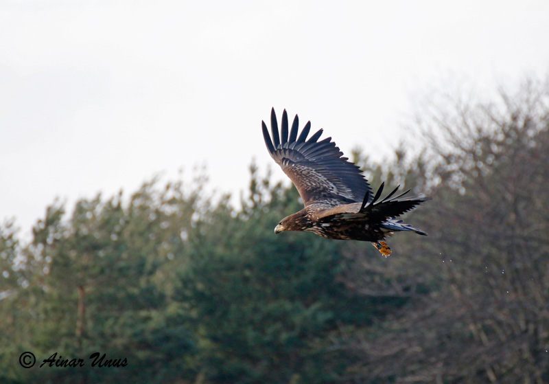 2014-11-14 3S (Ainar Unus)