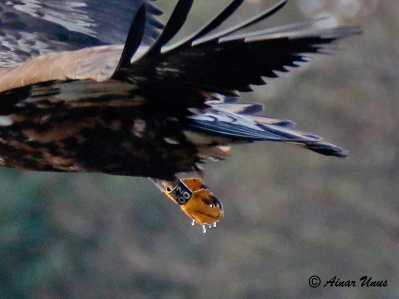 2014-11-14 4S (Ainar Unus)