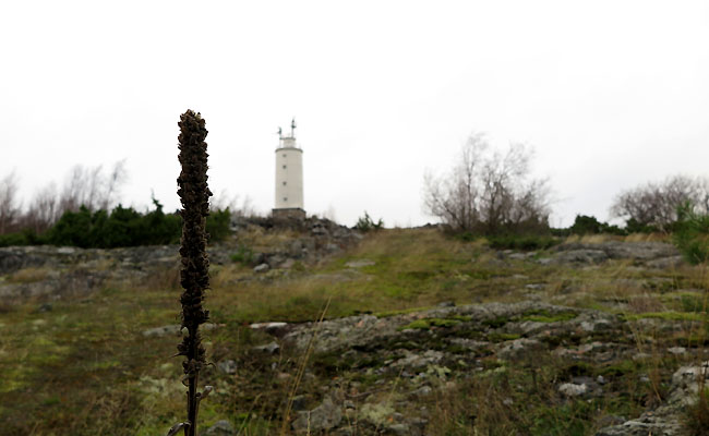 2810-Tulikukka