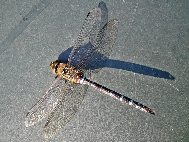 Aeshma Mixta
