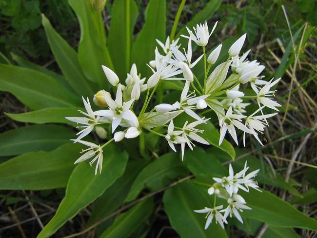 Allium