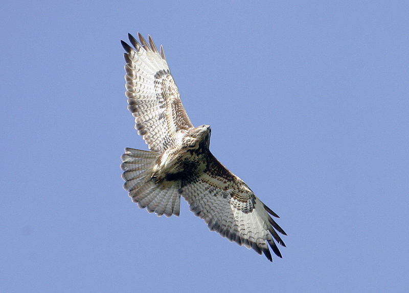 Buteo