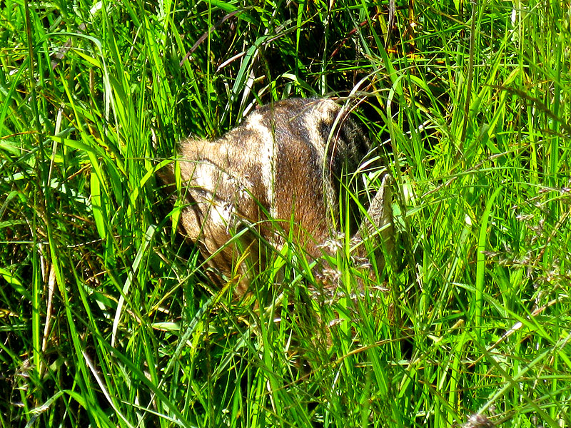 Bambi-20-06