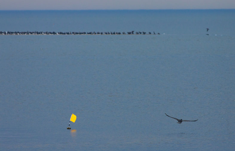 Fiskareskarvweb