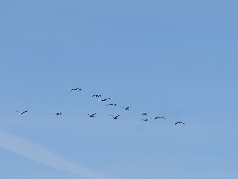 Grus-2804