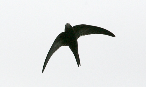 Hh-Apus-Alta-20140813