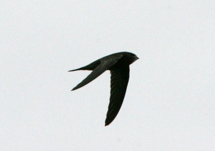 Hh-Apus-Paalta-20140813