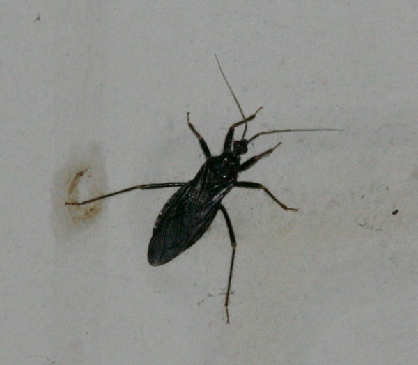 Hyonteinen Ronnskar 20.7.2011