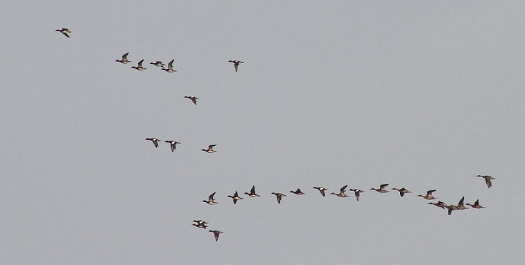 Img 7067-1