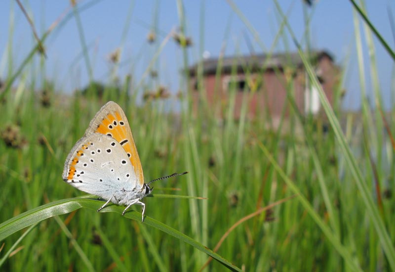 Isokultasiipi090711