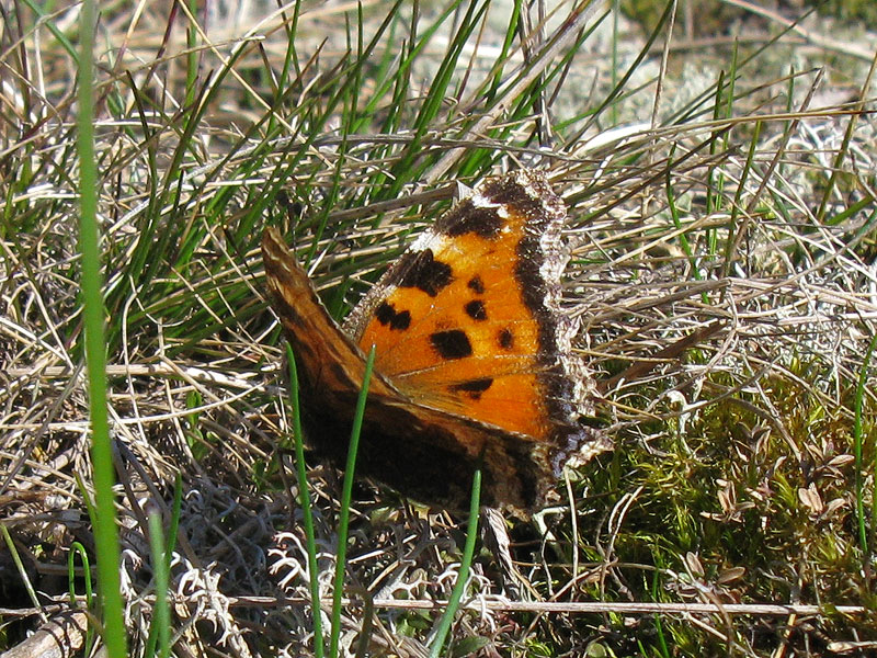 Isonokkosperhonen