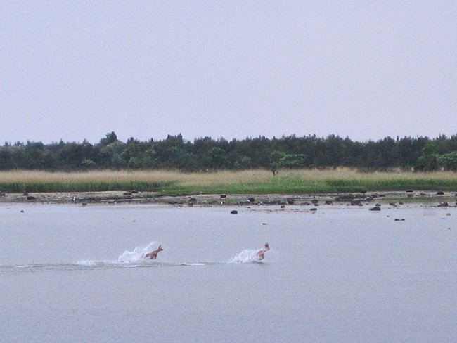 Kauriit Paossa
