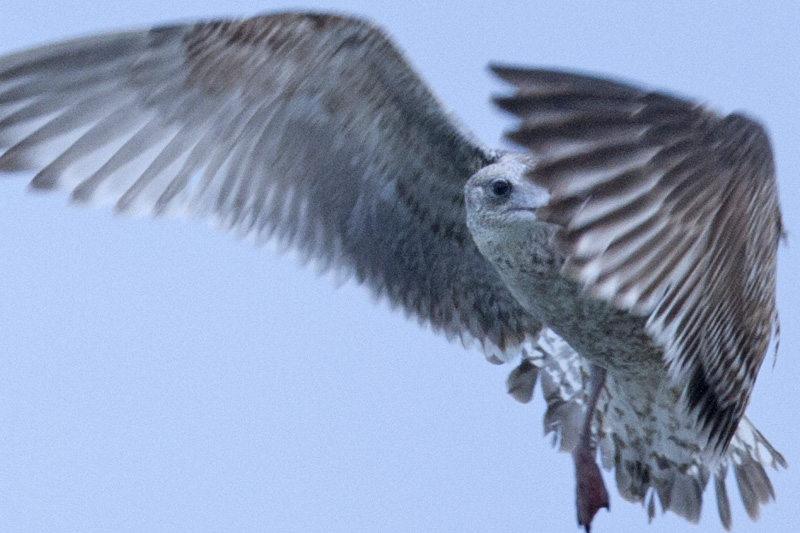 Larus A-