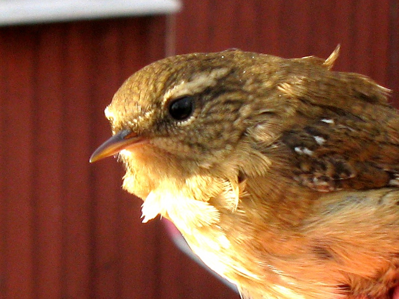 Peukaloinen