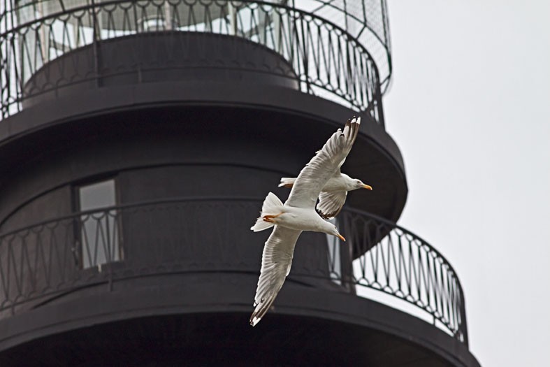 Sorvegulls