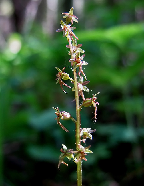 Spindelblomster1