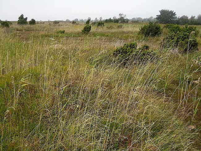 Srahu Net