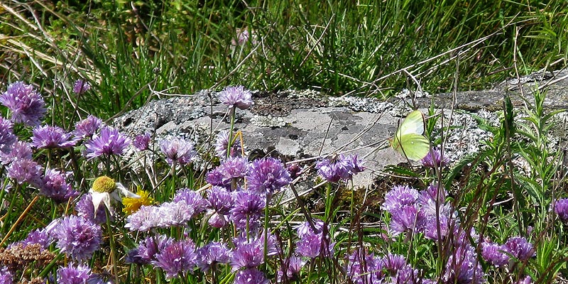 Suokeltaperhonen